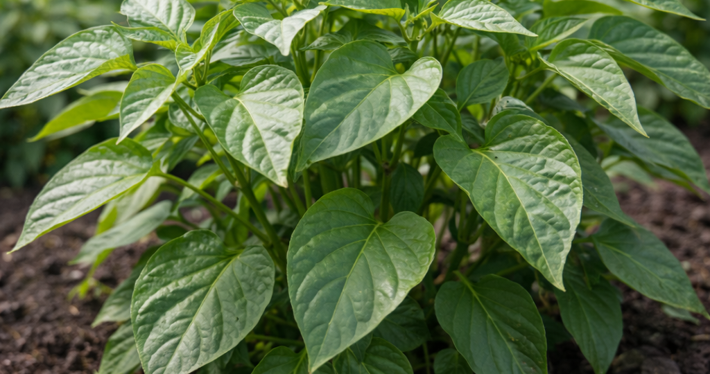 Почему перец долго не зацветает