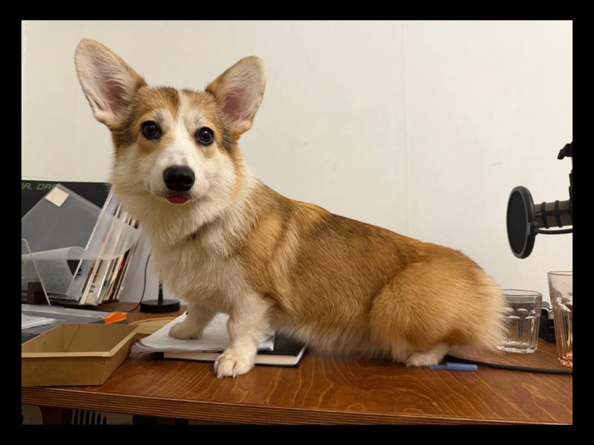 Любимица и баловница корги Бусинка