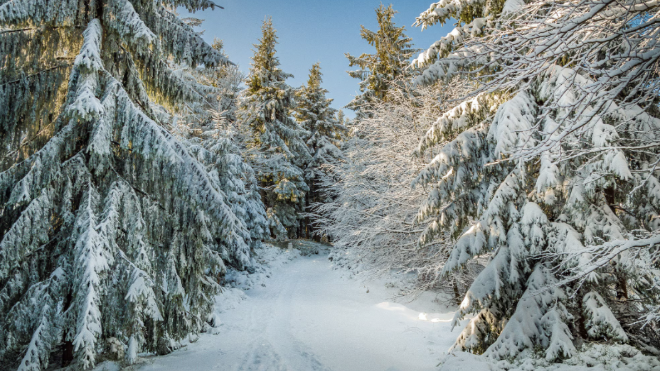 Фото: https://ru.freepik.com/free-photo/beautiful-scenery-spruce-trees-covered-with-snow-hills-winter_9852762.htm#