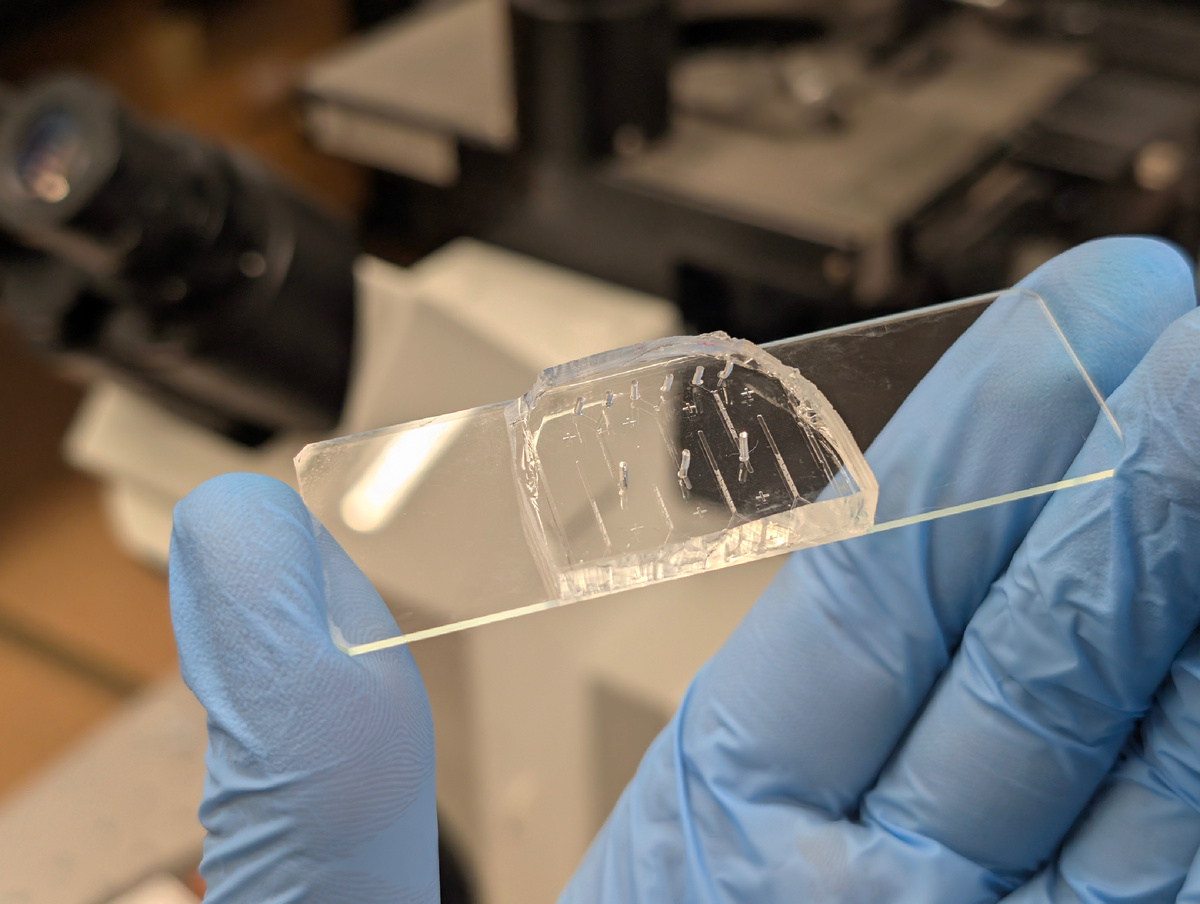 Изображение микрофлюидного устройства. Источник: Глеб Симоненко