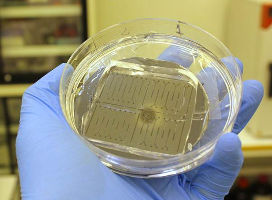 Изображение мастер-формы для микрофлюидных устройств. Источник: Глеб Симоненко