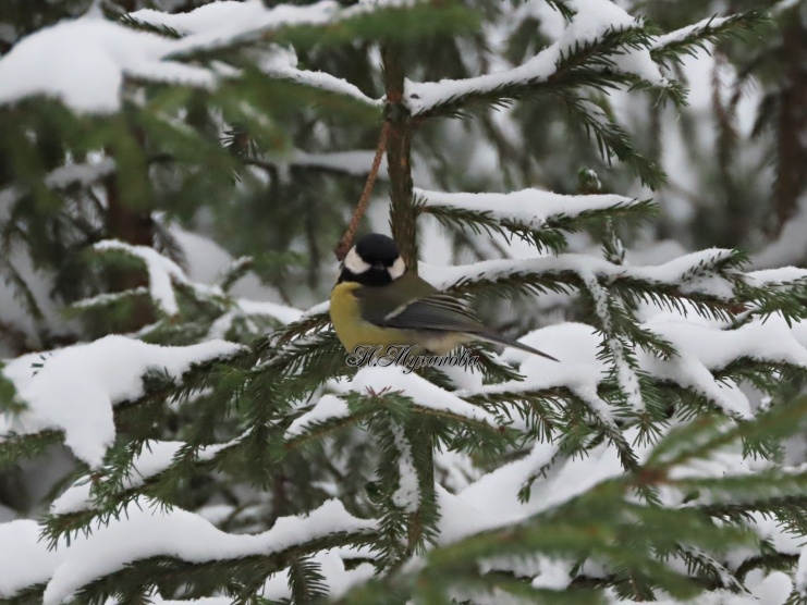 Большая синица