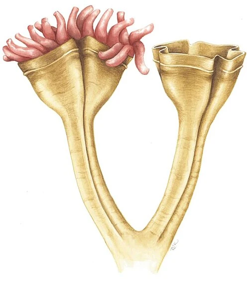 Реконструкция Авроралюмины