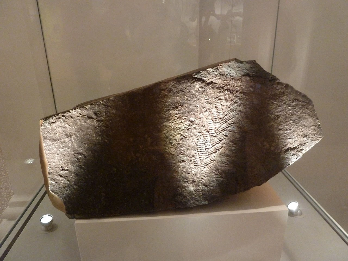 Голотип чарнии, собранный Мэнсоном