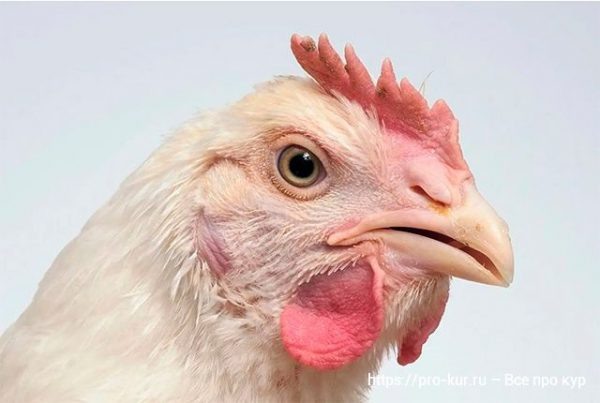 Выращивание цыплят-бройлеров в условиях ограниченного пространства