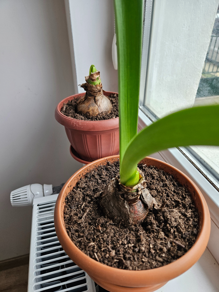 Носики цветочных стрелок показались