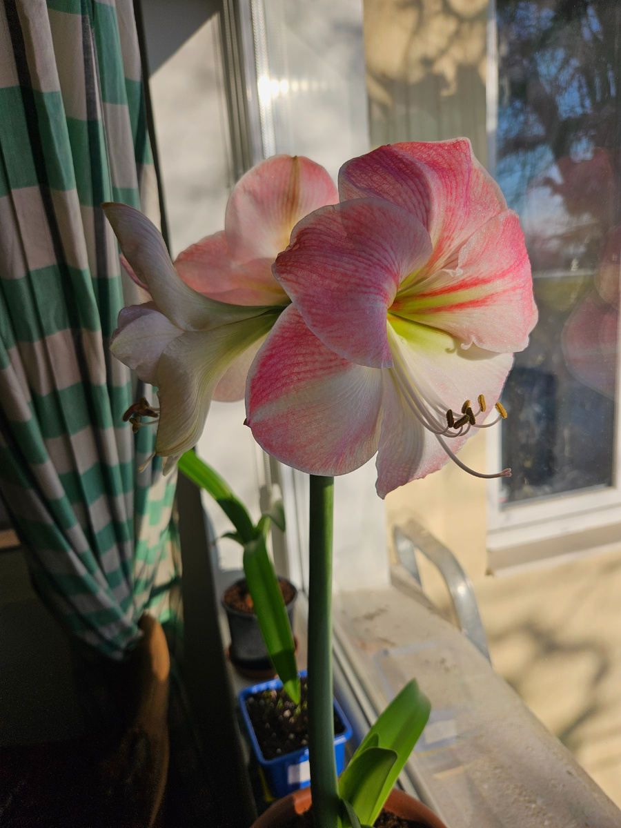 Цветение в феврале 2025