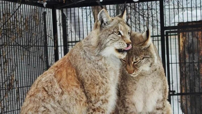     Рыси в Барнаульском зоопарке. Барнаульский зоопарк