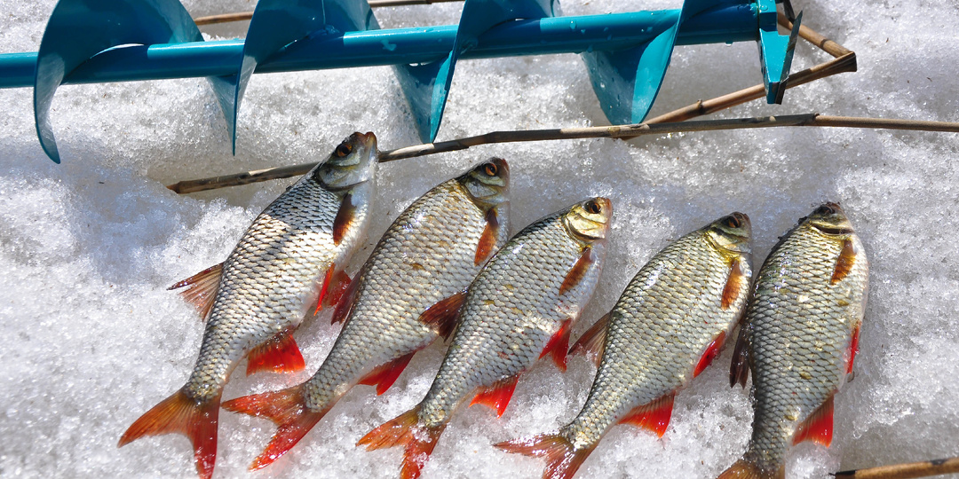 Когда краснопёрка пахнет весной