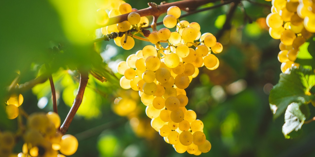 Что значит винодельческое хозяйство, негосиант и кооператив на бутылке