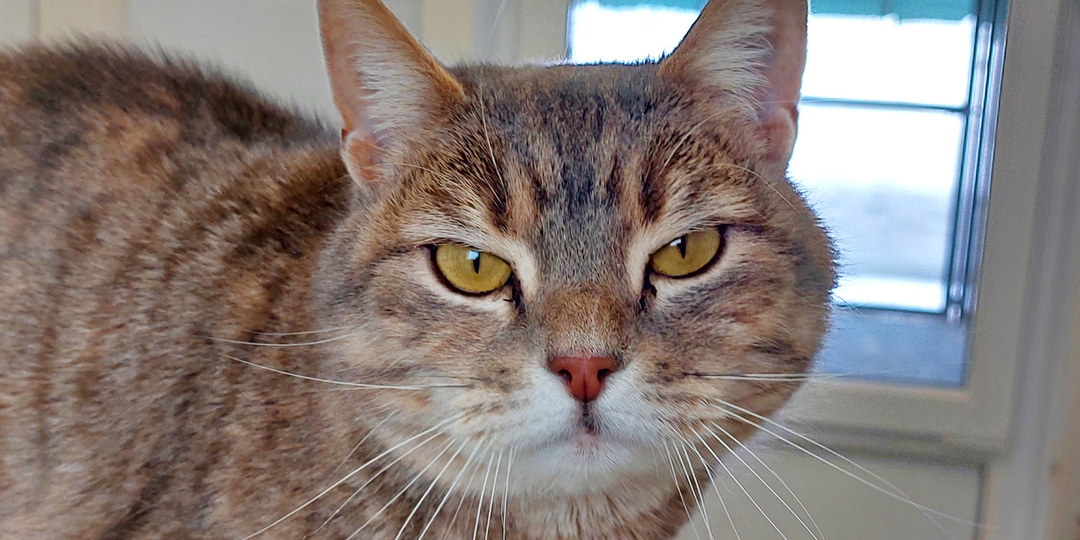 Кошка ВАРЯ ищет дом🏡