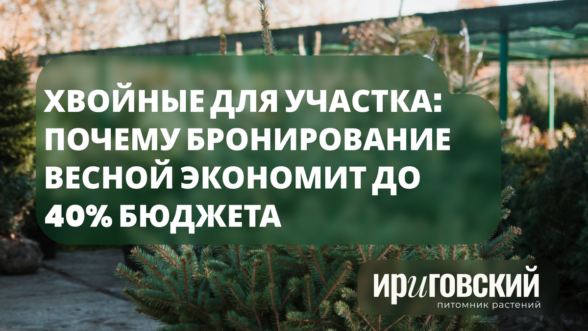 хвойные растений в питомнике Ириговский