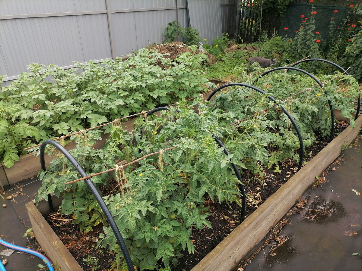 Картофель в тени забора, да еще погода пасмурная, фото автора