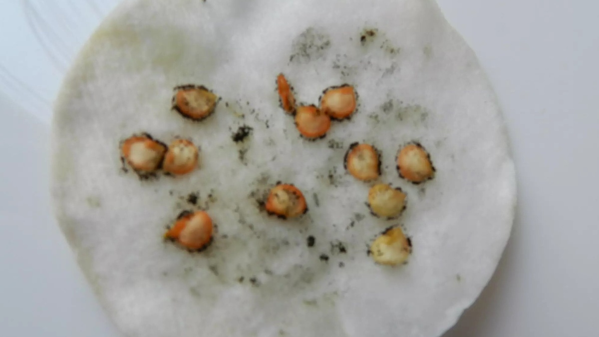 Вот к чему приводит неправильное замачивание - плесень вместо всходов