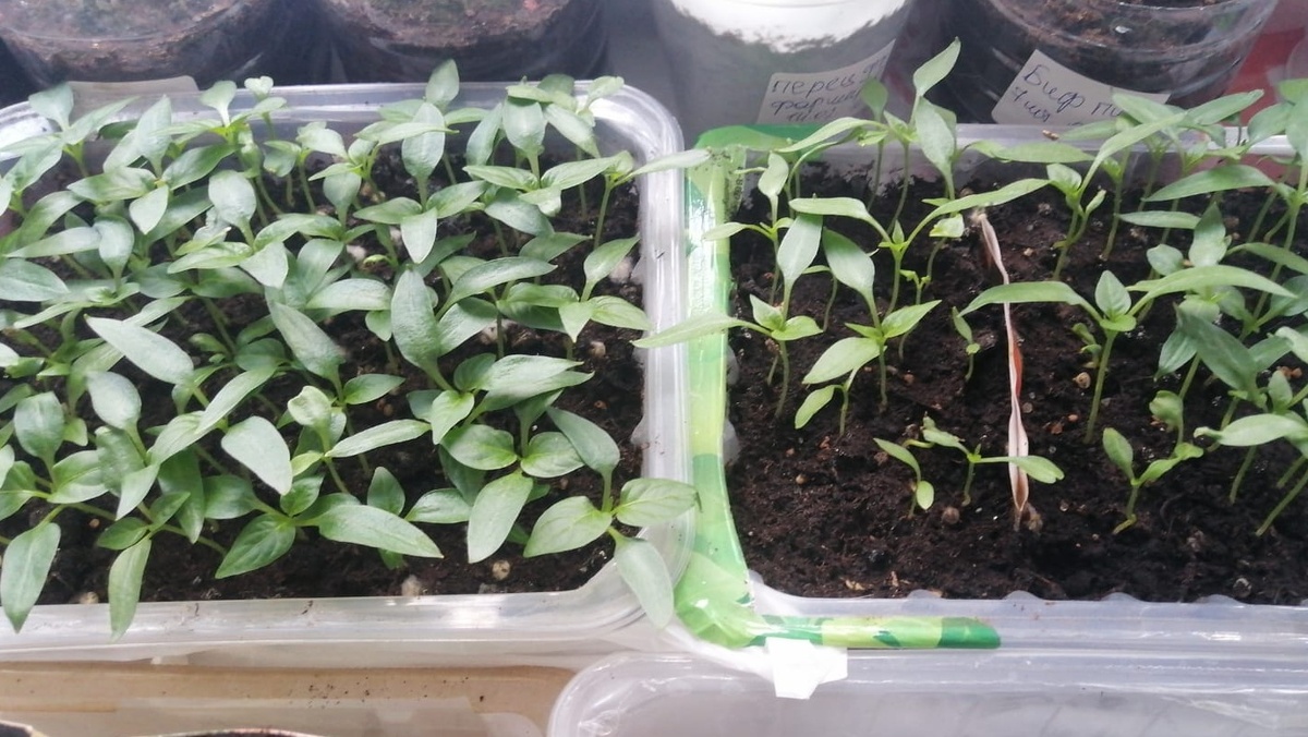 правильная подготовка (80% всходов)