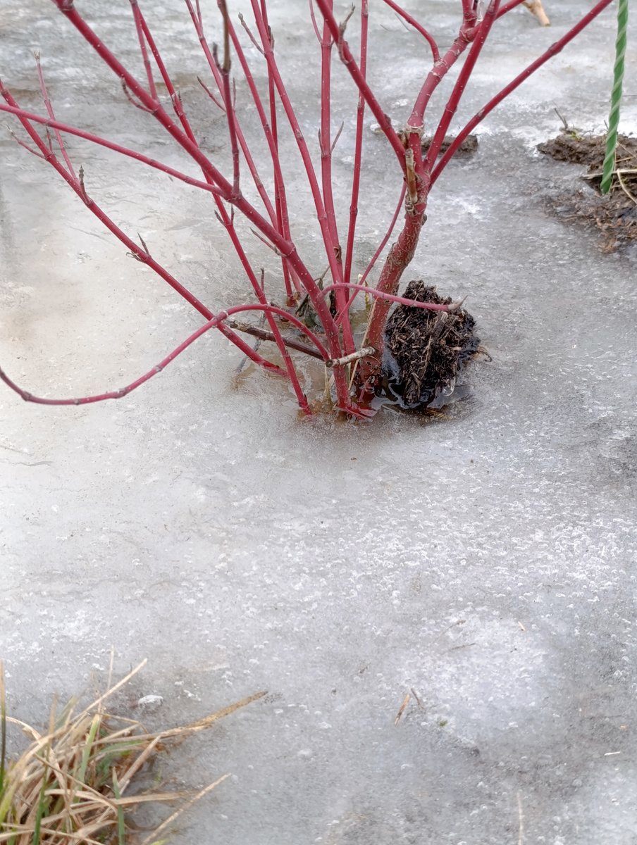 Скованные льдом кустарники