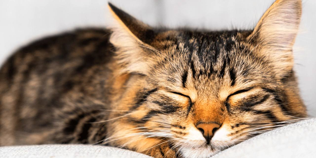 Спит 18 часов в сутки и выглядит здоровым - это не лень, а энергетическая стратегия хищника