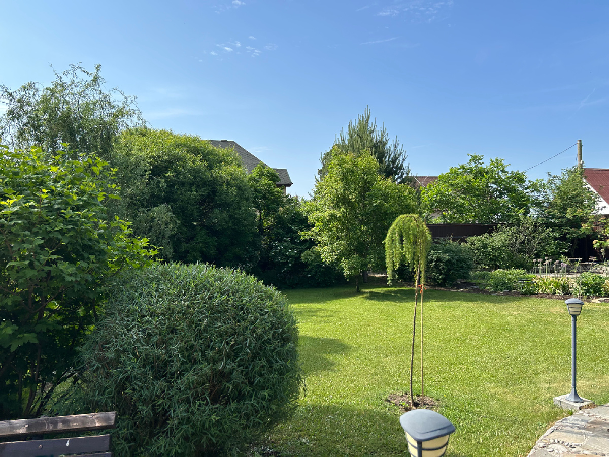 Ива пурпурная Нана, стриженная шариком. Лиственница на штамбе. Самое высокое растение слева - ива извилистая Свердловская