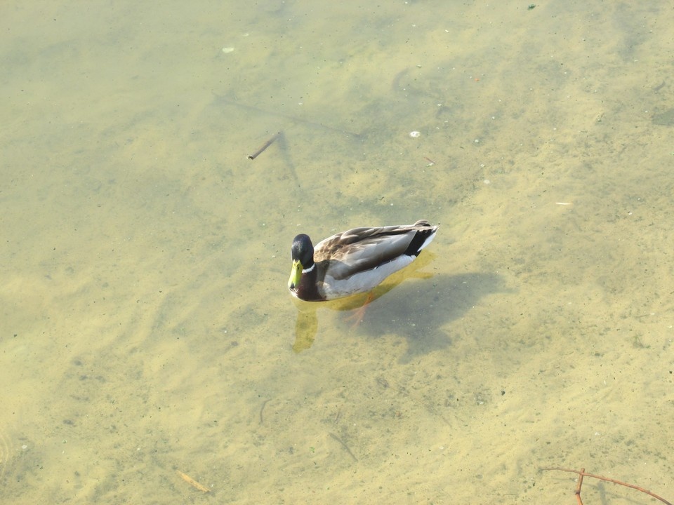    Фото Елены Федяшевой из архива «КП»