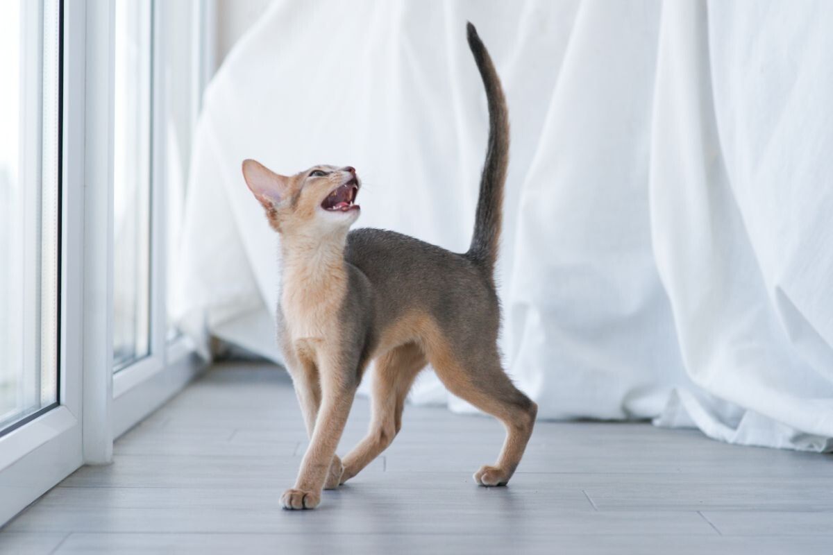 Почему кошка ушла в другую комнату и мяукает