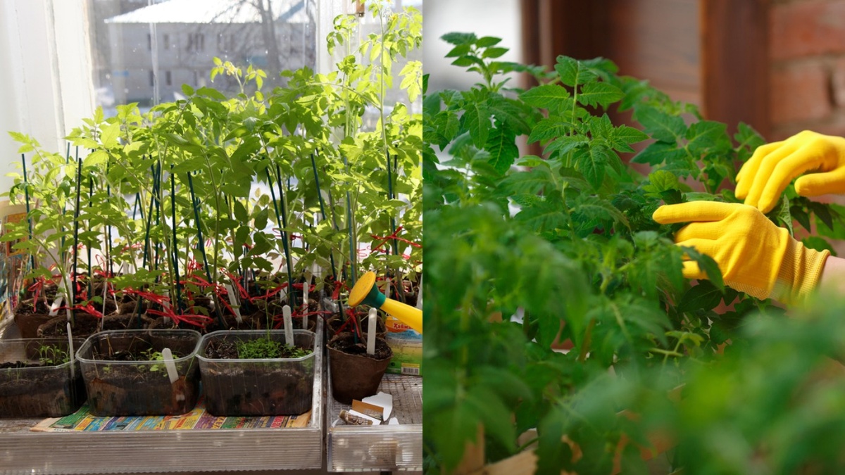 Видна разница через две недели после первой обработки