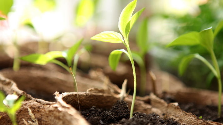 Измельчаю таблетку для рассады томатов в феврале. Корневая масса увеличилась в 4 раза