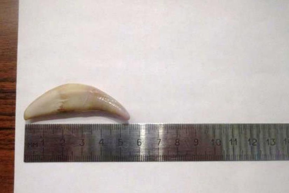    Фото: Сибирское таможенное управление