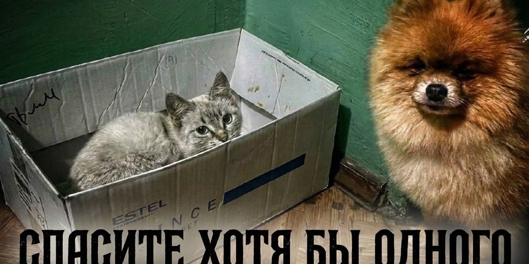 Знаем, что кошкам очень мало помогают, надо было пройти мимо?