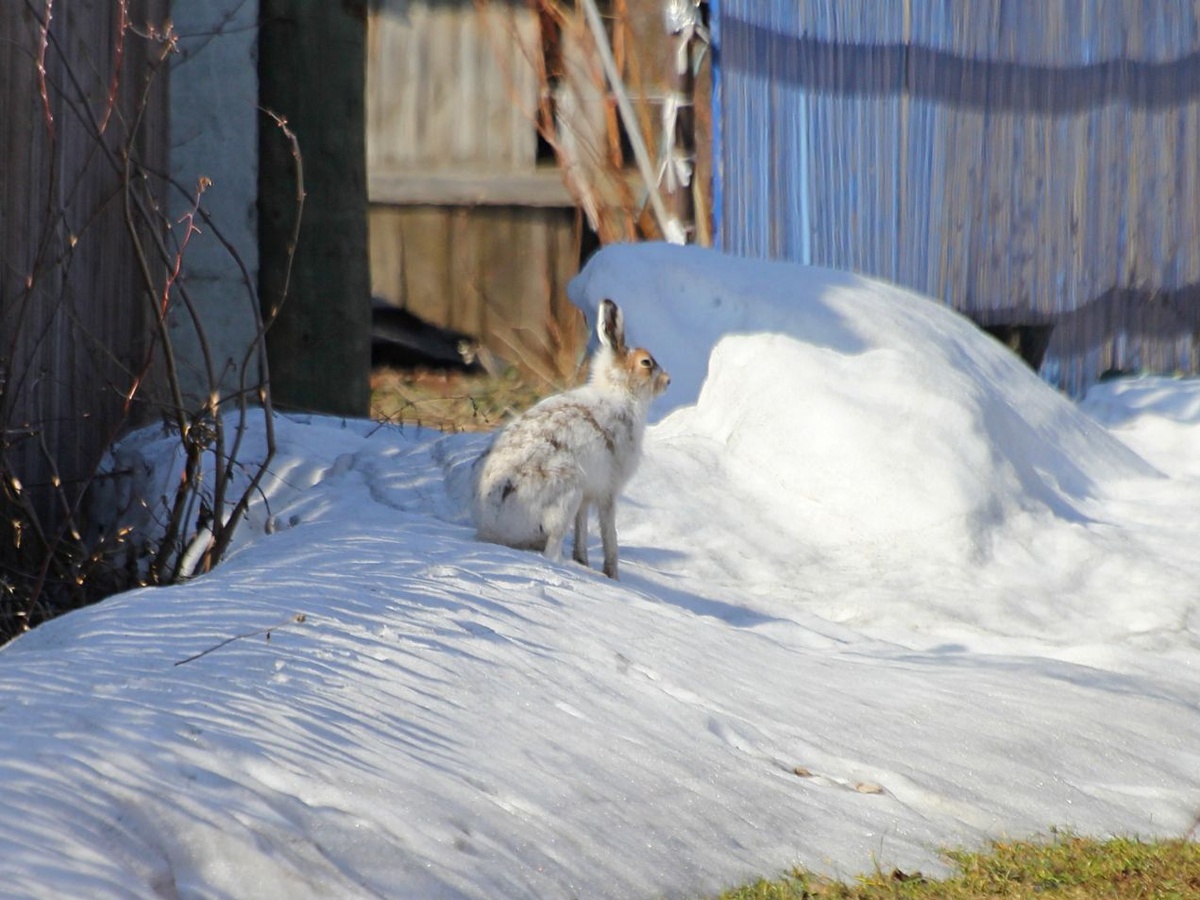Заяц в саду. Фото: Михаил Соколов, m-sokolov.ru