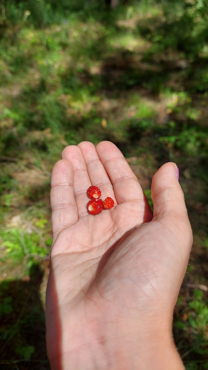 Это я у медведя во бору грибы, ягоды беру. 