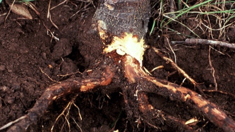 Ожоги корней от мочевины - частая проблема при превышении дозировки