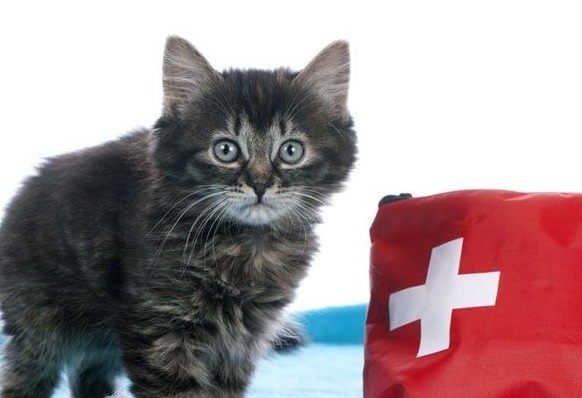 Домашняя аптечка для кошки: всё, что должно быть под рукой