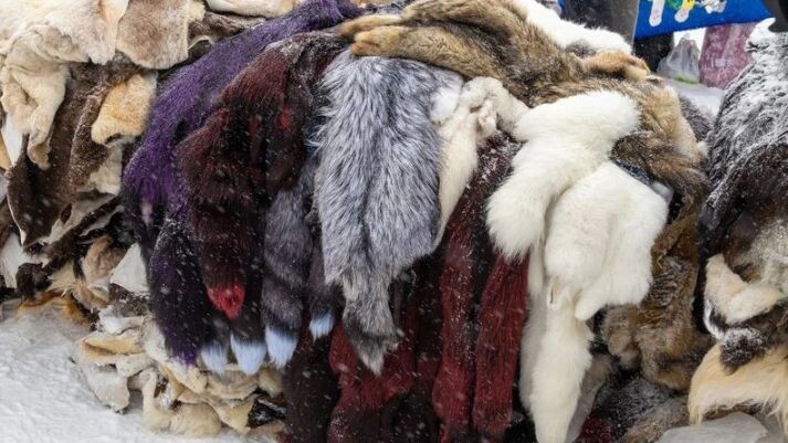    Российская империя требовала с северян дань пушниной. Фото: Василий Петров / «Ямал-Медиа»