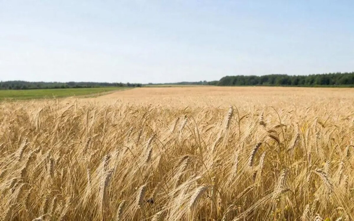    Группа «Русагро» создала в Белгороде совместное предприятие с турецким партнером для развития семеноводства Фото – GigaChat