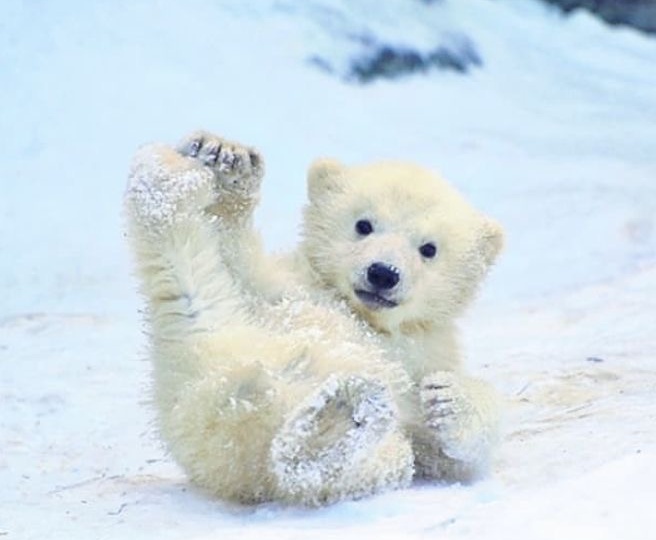 Белый медведь: повелитель Арктики, страж севера и бесценное чудо природы