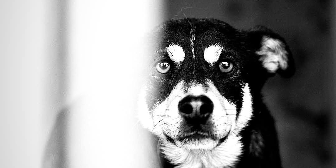 В ПРИЮТ НЕОБХОДИМА КРУПА