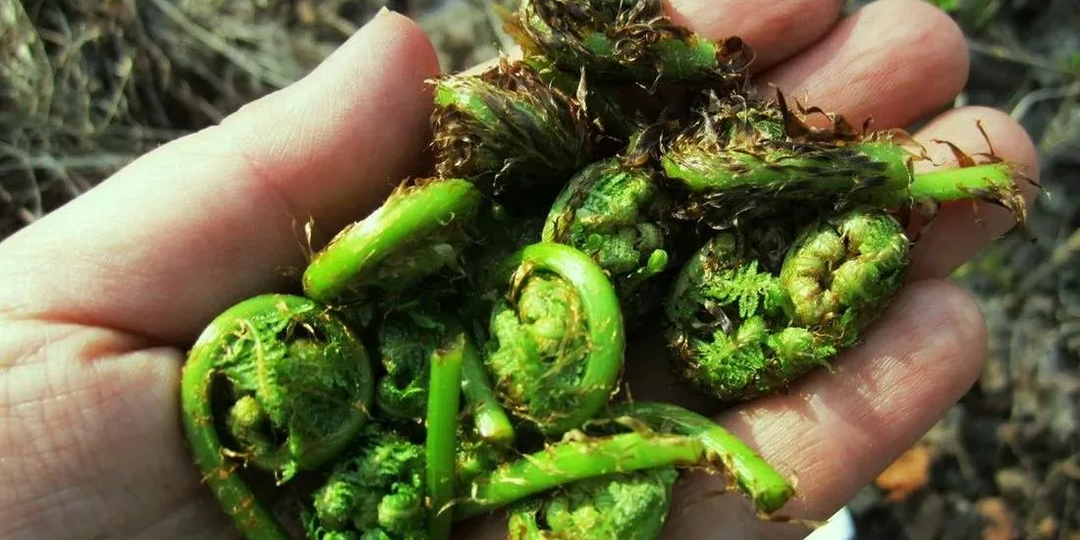 Японский технолог приехал в глухую уральскую деревню и заплакал: «Вы выбрасываете то, что делает нас нацией долгожителей»