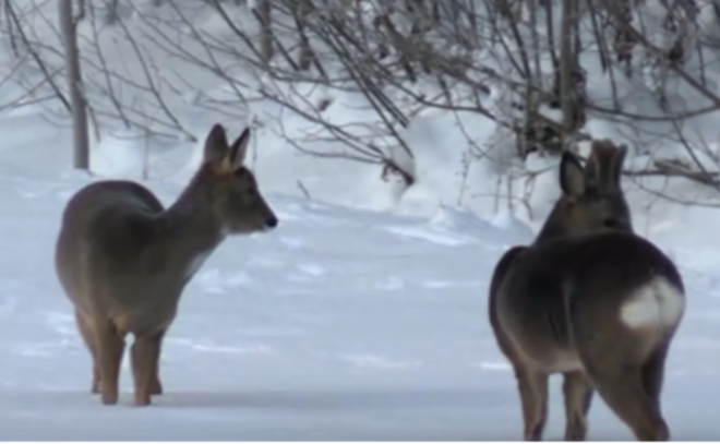    © Пресс-служба парка Монрепо
