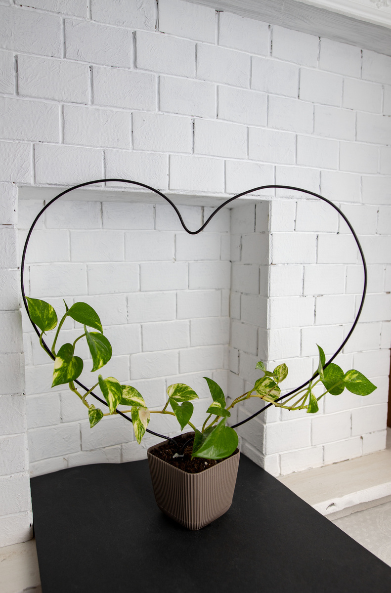 Эпипремнум Золотистый - конец января 2024