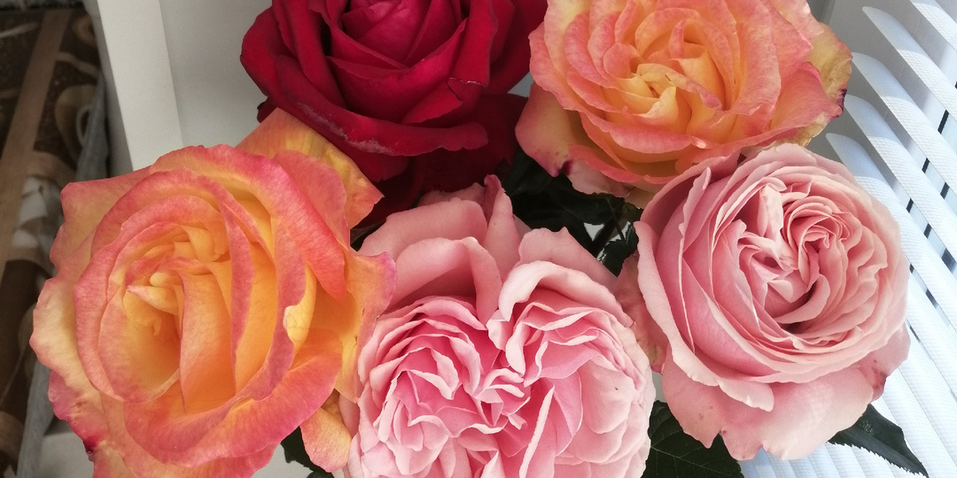 Чайно-гибридные розы из моего сада, которые я рекомендую для выращивания в холодном климате!