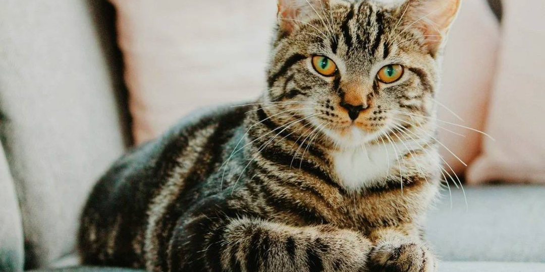 Японский феодал стоял под деревом в грозу - кот поманил лапой и спас ему жизнь, породив символ удачи на века