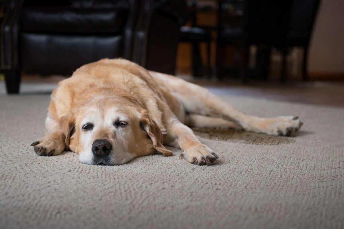 Пожилая собака 