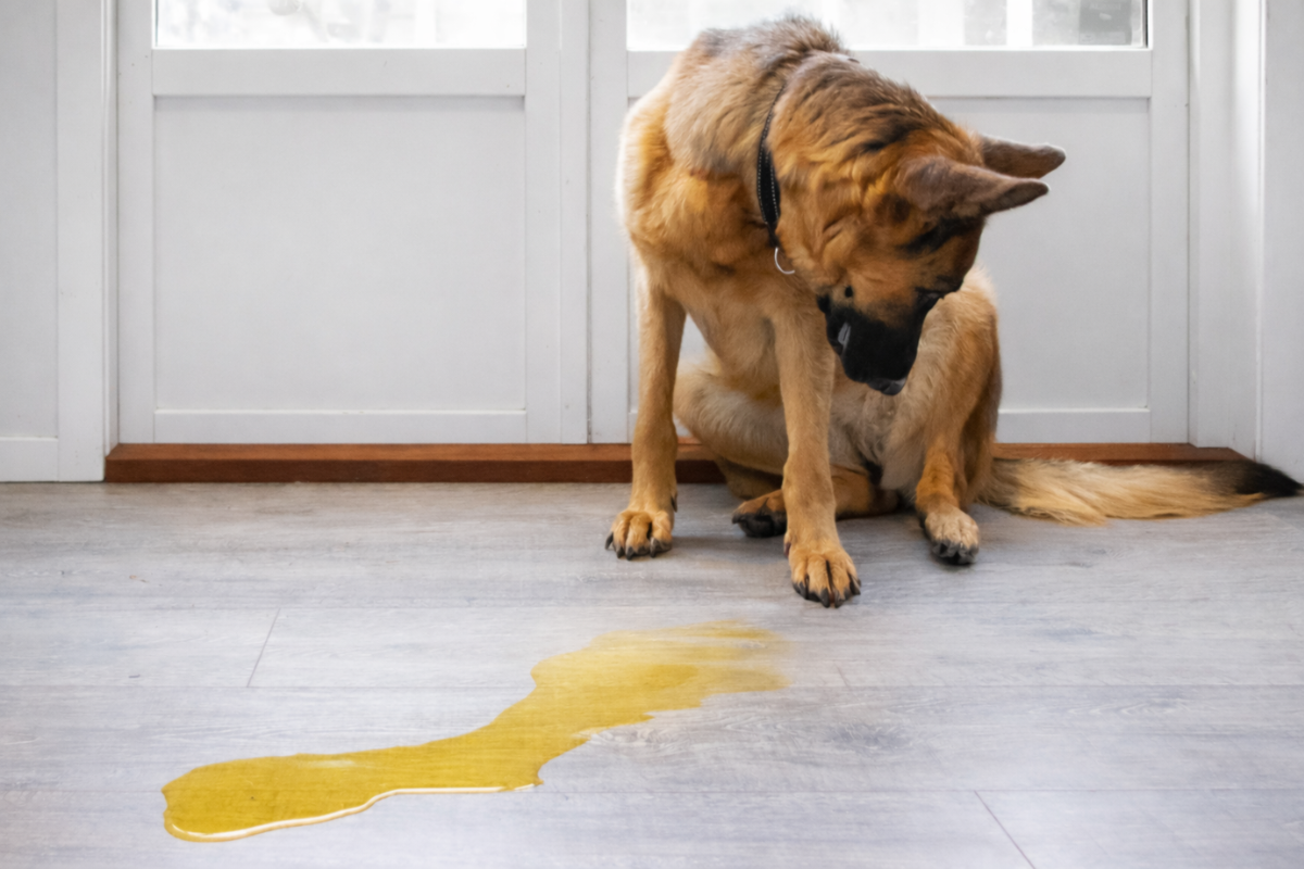 Почему собака не просится в туалет на улицу