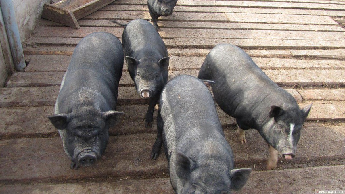     Свиньи   
Константин Ерёмин © ИА Красная Весна