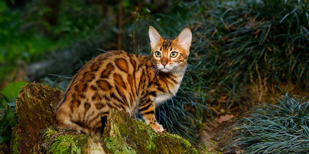 Первое видео с котом снял помощник Эдисона в 1894 году - с тех пор человечество не может остановиться