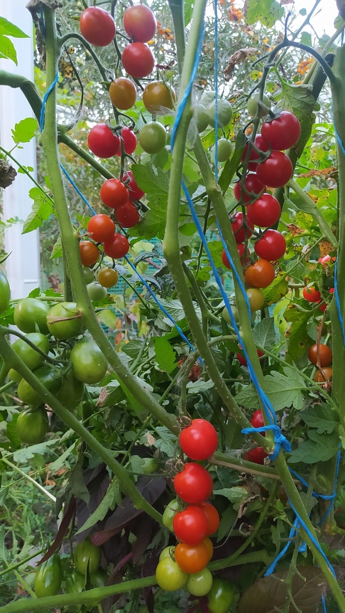 Мои томатики в 2024 году. Больше порадовали черри и Черный де барао
