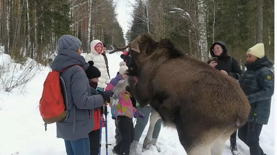 Неприручаемые строптивцы