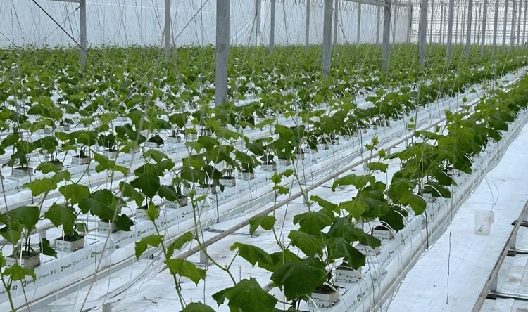    Фото: Bördegarten