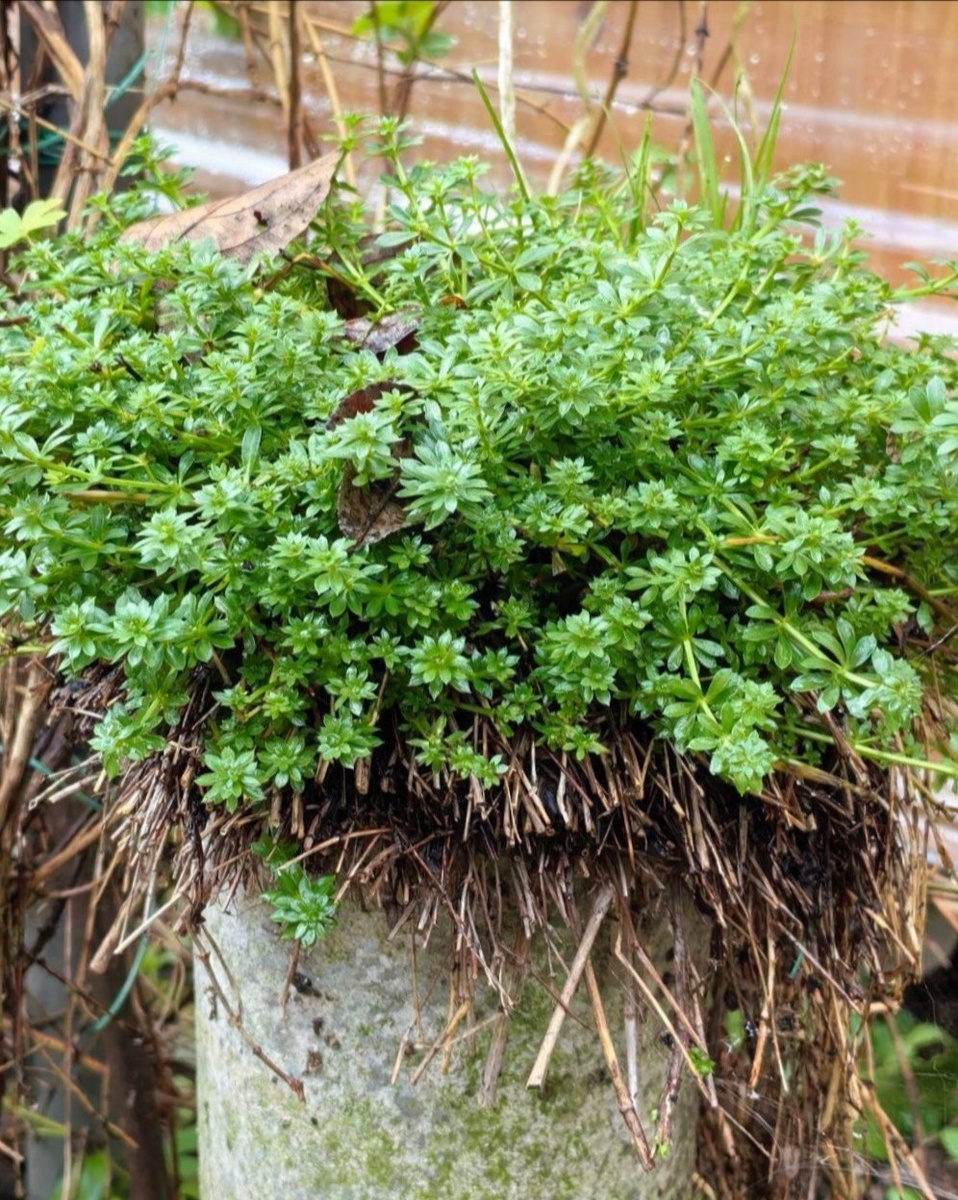 Подмаренник как вертикаль