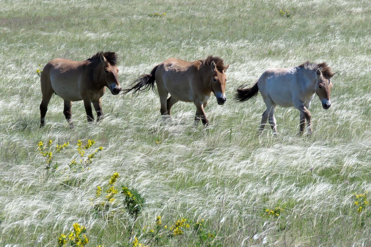    Лошади Пржевальского в «Предуральской степи»